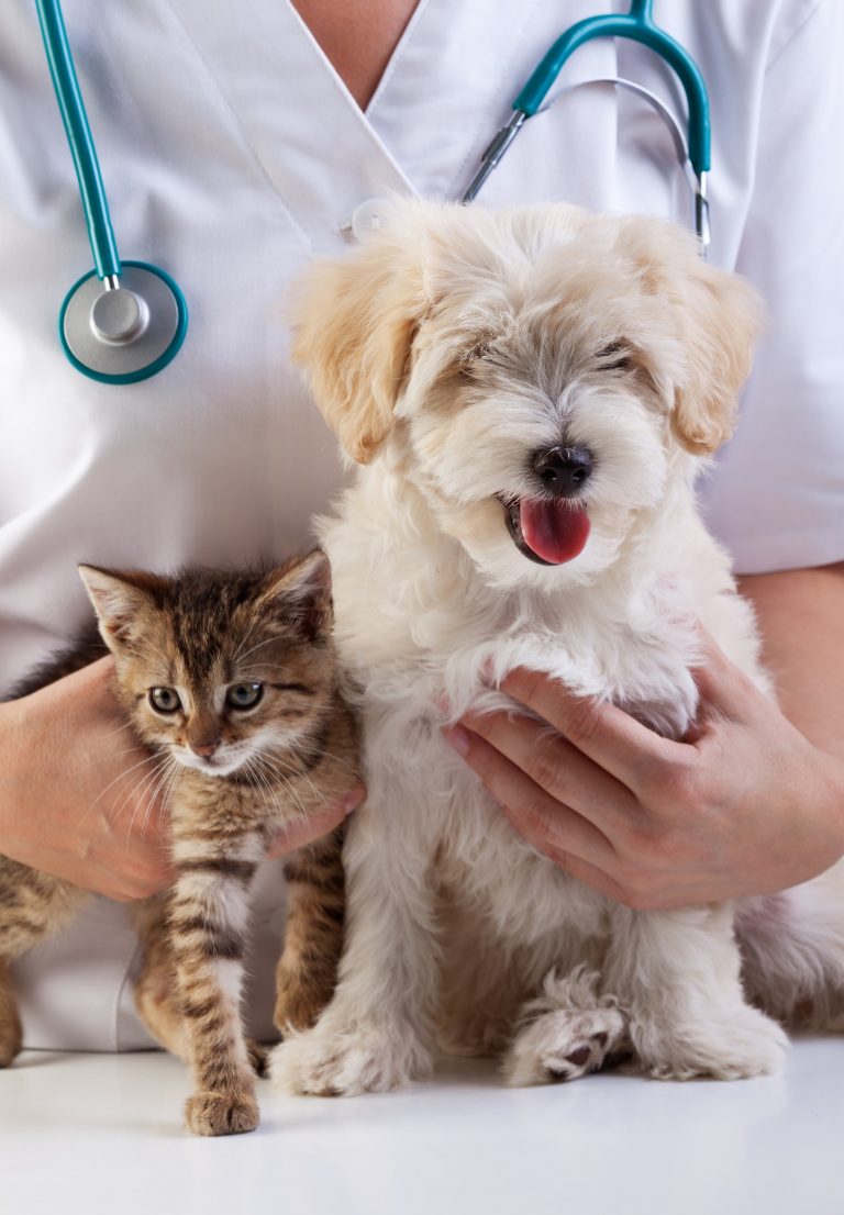 Veterinary Services in Abilene, TX Big Country Veterinary Clinic